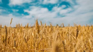 fields in Drupal